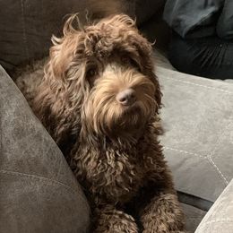 Essence  - Australian Labradoodle