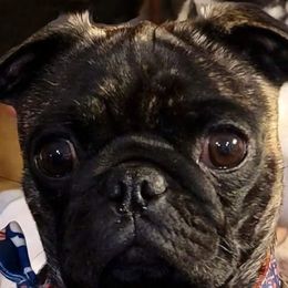 Tilly - Pug