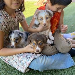 Pumpkin - Miniature American Shepherd puppy from Starry-Eyed Mini Aussies with Tails