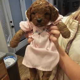 Cavapoo Puppies from North Ranch Doodles