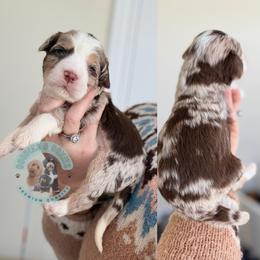 Donner - Merle male Bernedoodle puppy in Marion, Ohio from Doodles & Doxies