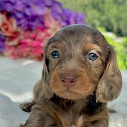 Knox - Fawn (Isabella) male Dachshund puppy in Lakeland, Florida from Elite Doxies Florida