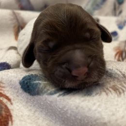 Girl 2 - Wirehaired Pointing Griffon puppy in Ohio from Feather View Farm