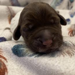 Girl 2 - Wirehaired Pointing Griffon puppy in Ohio from Feather View Farm