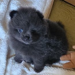 Blue Girl - Blue female Pomeranian puppy in Long Eddy, New York from Denise’s Exquisite Pomeranians