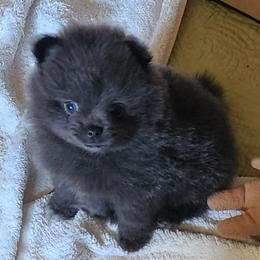 Blue Girl - Blue female Pomeranian puppy in Long Eddy, New York from Denise’s Exquisite Pomeranians
