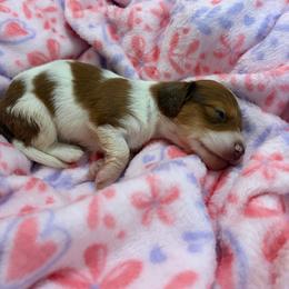 Chucky - Piebald male Dachshund puppy in Lake City, Florida from My Ditzy Doxies of Florida