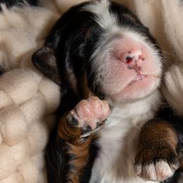 Boy 1 - Bernedoodle puppy in Truckee, California from Tahoe Doodles