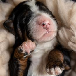 Boy 1 - Bernedoodle puppy in Truckee, California from Tahoe Doodles