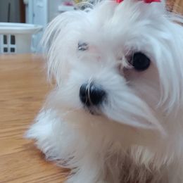 Summer - Maltese
