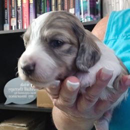 Dapple piebald - Piebald male Dachshund puppy in Port Charlotte, Florida from Vicki's Dachshund Crossing
