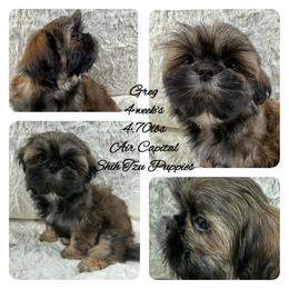 Greg - Gold male Shih Tzu puppy in Maize, Kansas from Air Capital Shih Tzu Puppies