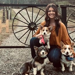American Corgis, Cardigan Welsh Corgis, and Pembroke Welsh Corgis from Rockin’ H Kennels