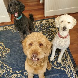 Goldendoodles from Hamstead Goldendoodles