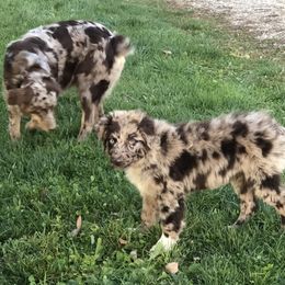 Australian Shepherd Puppies from Wagon Wheel Aussies
