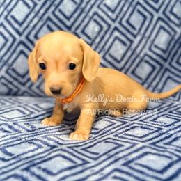 Cream Male Soft Wire Orange Collar - Cream male Dachshund puppy in Cleveland, Tennessee from Kelly's Doxie Farm
