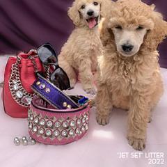 Poodle Puppies from Evermore Standard Poodles