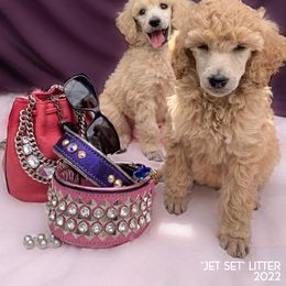 Poodle Puppies from Evermore Standard Poodles