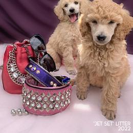 Poodle Puppies from Evermore Standard Poodles