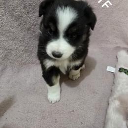 Girl 2 - Black tri female Miniature Australian Shepherd puppy in Bend, Oregon from Badlands Toy and Mini Aussies