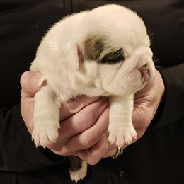 Girl 3 - female Bulldog puppy in Salina, Kansas from Big Pine Bulldogs