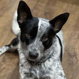 Rancher - Australian Cattle Dog