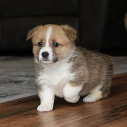 Violette - Red female Pembroke Welsh Corgi puppy in Morgantown, Pennsylvania from Goldstar Puppies (License Number 18519)