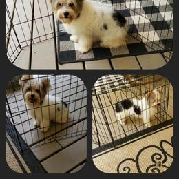 Bella - Yorkshire Terrier