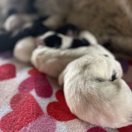 Bucky - White male Colorado Mountain Dog puppy in Colorado Springs, Colorado from Sharp Guardians and Goldens