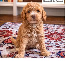 Dream - Apricot female Goldendoodle puppy in Lake Charles, Louisiana from Perfect Fit Poodles & Doodles