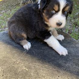 Australian Shepherd Puppies from Scooters Aussies
