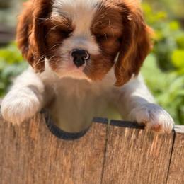 Grumpy - Blenheim male Cavalier King Charles Spaniel puppy in California from Tinkerpups