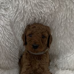 Poodle Puppies from Ritzy Red Poodles