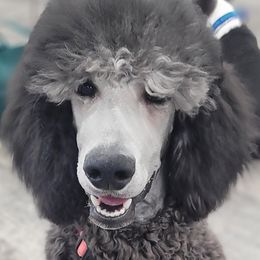 Freyja - Poodle