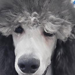 Freyja - Poodle