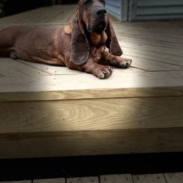 Basset Hound Puppies from Pleasant Bay Basset Hounds