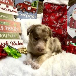 Border Collie and Jack Russell Terrier Puppies from CP FARMS BORDER COLLIES N JACKS CORP