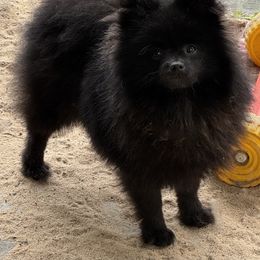 Sarah - Black female Pomeranian puppy in Silver Springs, New York from Humehill