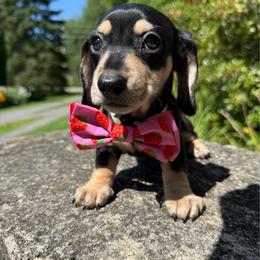 Jill - Black and cream female Dachshund puppy in Williamson, New York from Maisy & Meg
