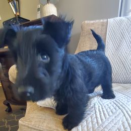 Scottish Terrier Puppies from Cavern Kennels