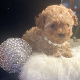 Poodle puppies from SilverLining highlands and hounds