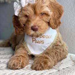 Australian Labradoodle Puppies from Pixie Doodle Paws