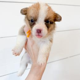 Yellow - White and red male Pembroke Welsh Corgi puppy in Milan, Georgia from Williams’ Welsh Corgis LLC