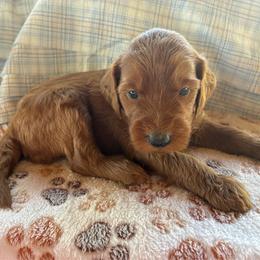 Goldie - Caramel red female Labradoodle puppy in Montrose, Colorado from Ithilien Labradoodles