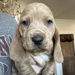 Basset Hounds from Kinfolk Basset Hounds