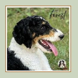 Our Appalachian Evergreen Forest - Black male Poodle puppy in Branchland, West Virginia from Our Appalachian Doodles