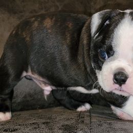 Boy 1 - Black brindle and white male Boston Terrier puppy in Shelbyville, Kentucky from Joey's Boston Terriers
