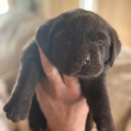 Sally - Chocolate female Labrador Retriever puppy in Davenport, New York from New England Premier English Labradors