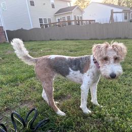Wire Fox Terrier All Grown Up from Adrianna Shramenko