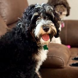 Bruno - Bernedoodle